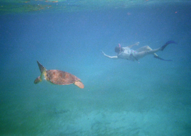 Swimming with Sea Turtles, St. Thomas, USVI