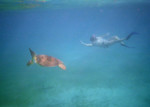 Swimming with Sea Turtles, St. Thomas, USVI